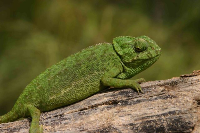 Mediterranean chameleon (Chameleo chameleon) a prime target for evil collectors