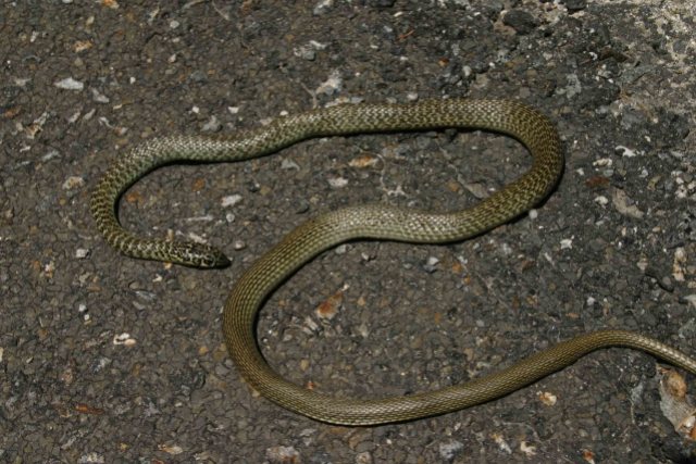 A dead Western whip snake (Hierophis viridiflavus) found dead on a country road