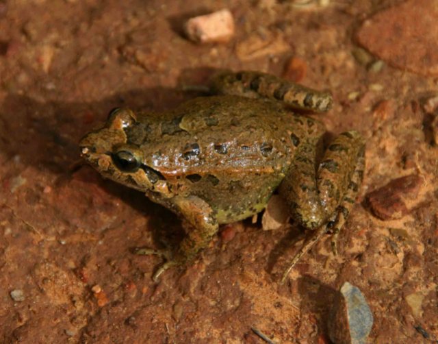 Iberian Painted frog (Discoglossus galganoi)