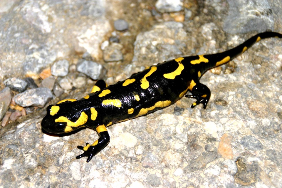 Female Fire salamander (Salamandra salamandra)