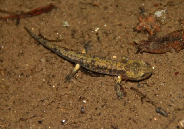 Larvae of Fire salamander (Salamandra salamandra)