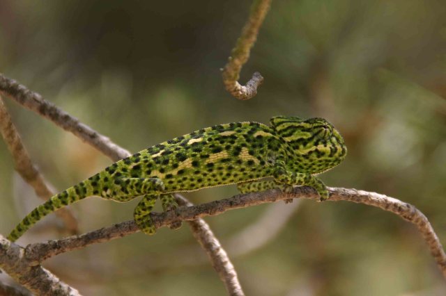 A young chameleon (Chameleo chameleon)