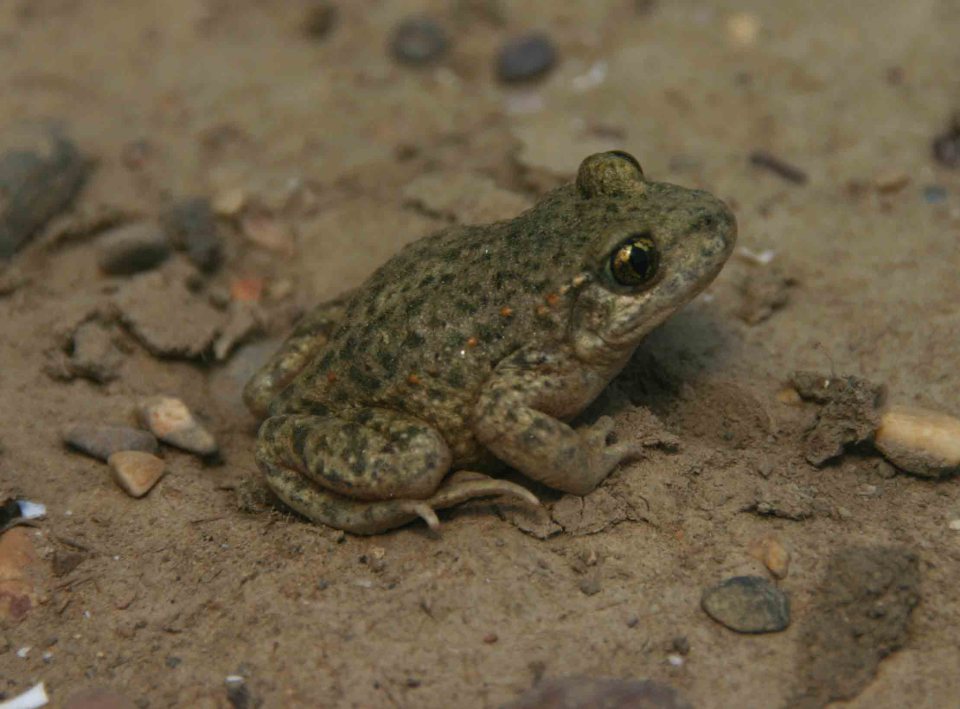 Common midwife toad (Alytes obstetricans)