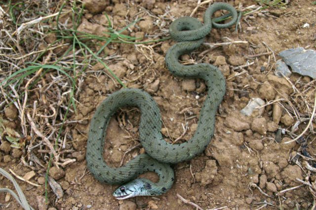 A Grass snake (Natrix natrix) feigning death