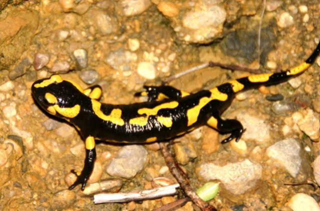 Male Fire salamander (Salamandra salamandra) from the same site as the female