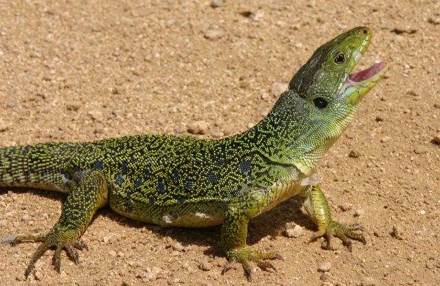 Ocellated lizard (Timon lepidus)