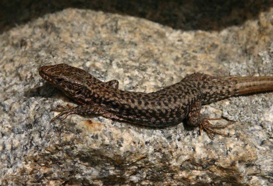 Common wall lizard (Podarcis muralis)