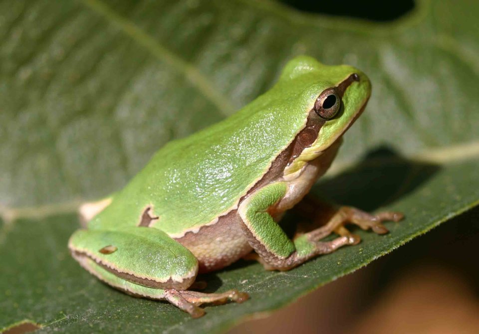 Common tree frog (Hyla arborea)