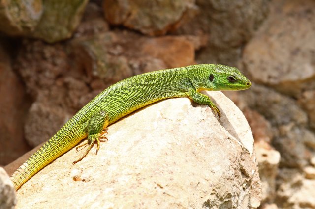 One of the few, not so shy Balkan green lizards (Lacerta trilineata)