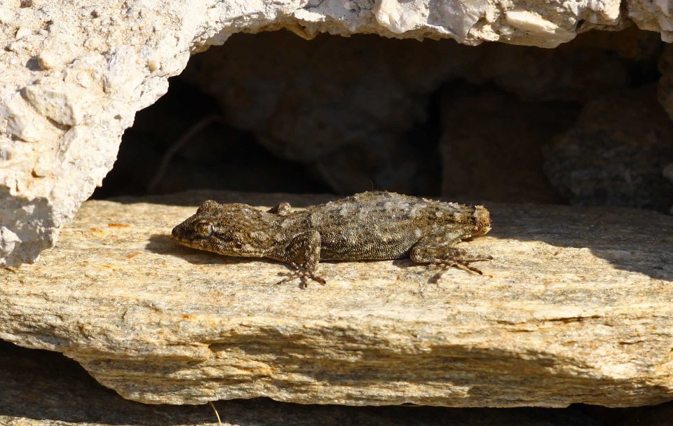 Kotschyi's gecko (Mediodactylus kotschyi) (C) Matt Wilson