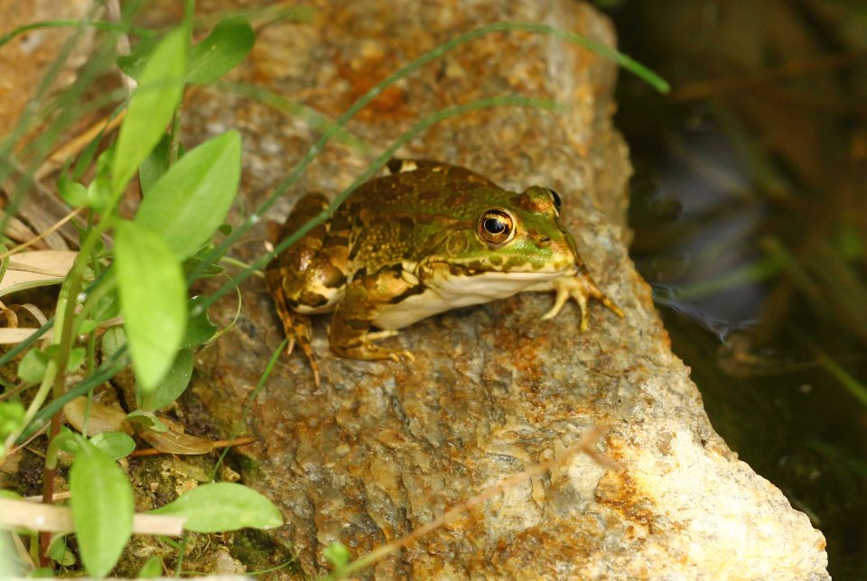 Water frog (Pelophylax sp) (C) Matt Wilson