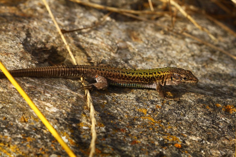 Erhard's wall lizard (Podarcis erhardi) (C) Matt Wilson