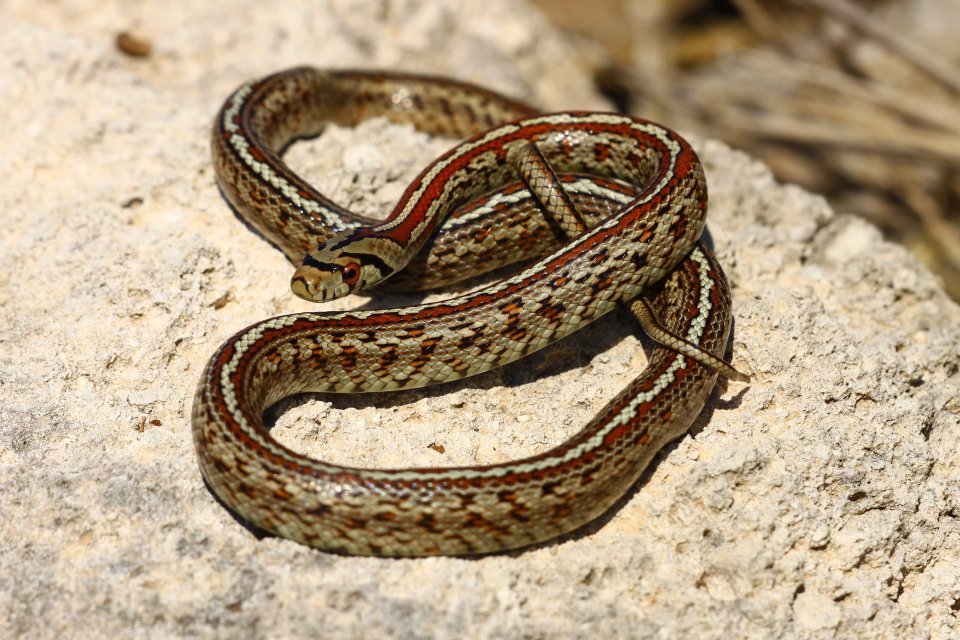 Leopard snake (Zamenis situla (C) Matt Wilson