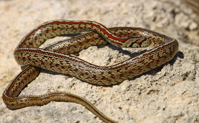 Leopard snake (Zamenis situla) (C) Matt Wilson