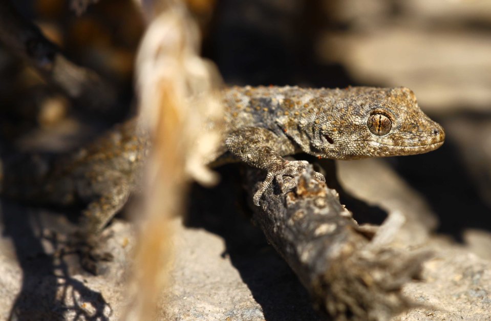 Diurnal gecko (C) Matt Wilson