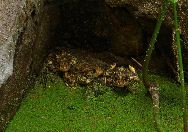 Milos Water frog (Pelophylax sp) (C) Matt Wilson