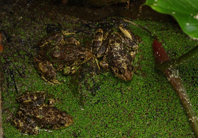 Milos Water frog (Pelophylax sp) (C) Matt Wilson