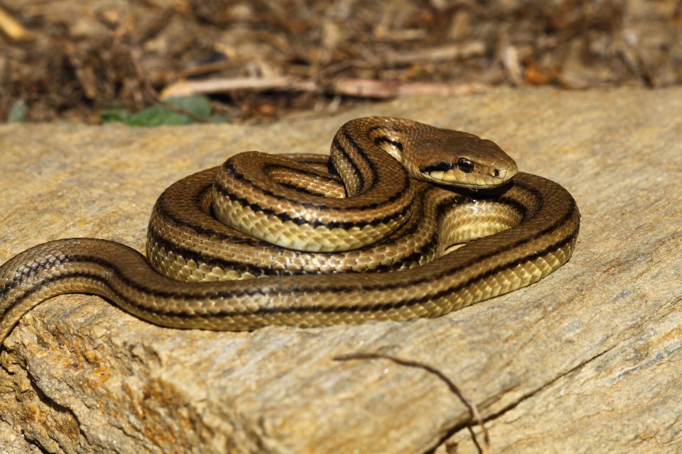 Four-lined snake (Elaphe quatuorlineata muenteri) (C) Matt Wilson