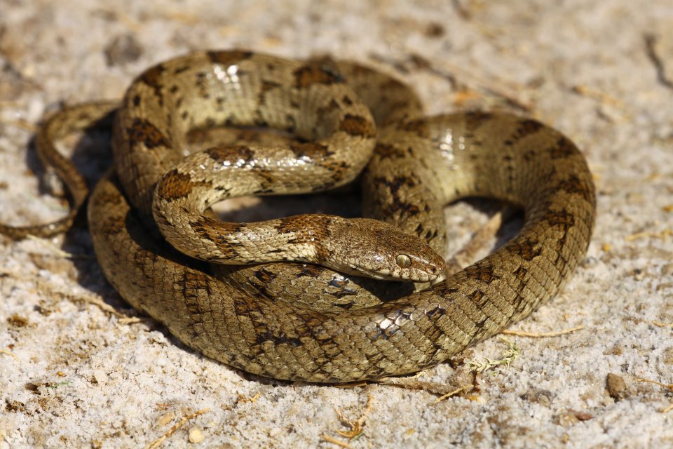 Cretan cat snake (Telescopus fallax pallidus) (C) Matt Wilson
