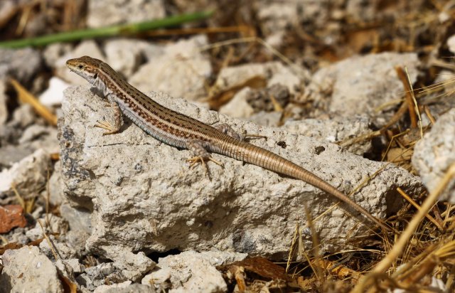 Erhards wall lizard (Podarcis erhardi myconensis) (C) Matt Wilson