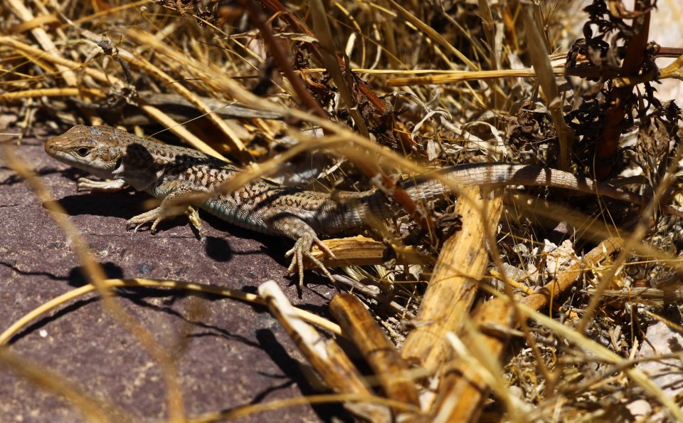 Erhards wall lizard (Podarcis erhardi myconensis) (C) Matt Wilson