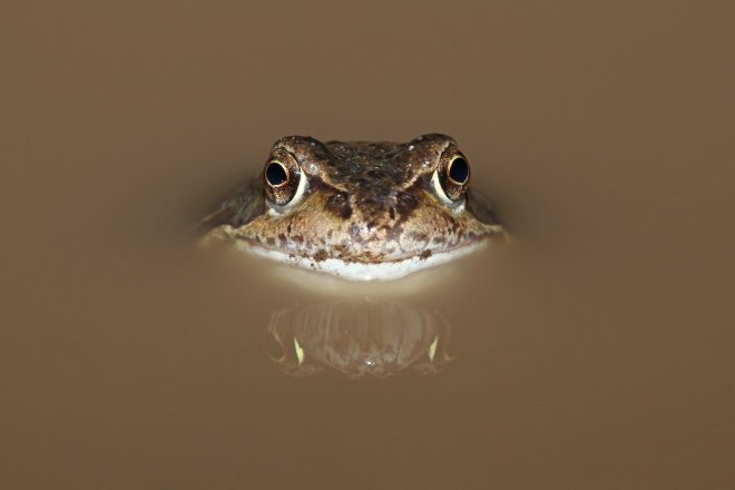 Common frog (Rana temporaria) (C) Matt Wilson