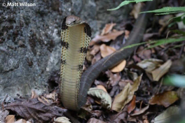 King cobra (Ophiophagus hannah), Krabi, Thailand