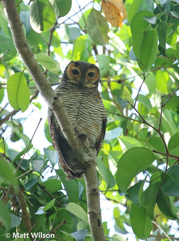 spotted wood owl (Strix seloputo)