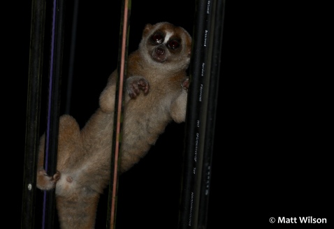 Slow loris on telegraph wires next to the road