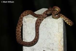 Jasper's cat snake (Boiga jaspidea) as found in situ