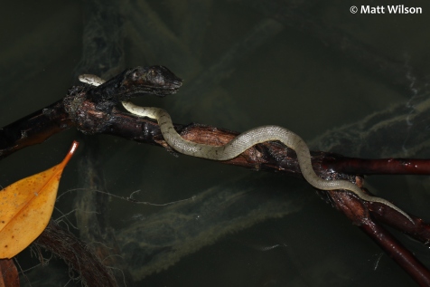 Dog-faced water snake (Cerberus rynchops)