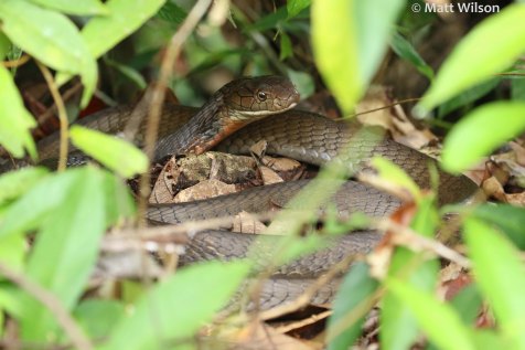 King cobra (Ophiophagus hannah) female guarding her nest. Sumatra, Indonesia
