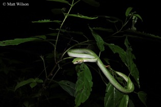 Wagler's pit viper (Tropidolaeus wagleri) male 1