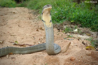 Male King cobra (Ophiophagus hannah) of 4.5 metres