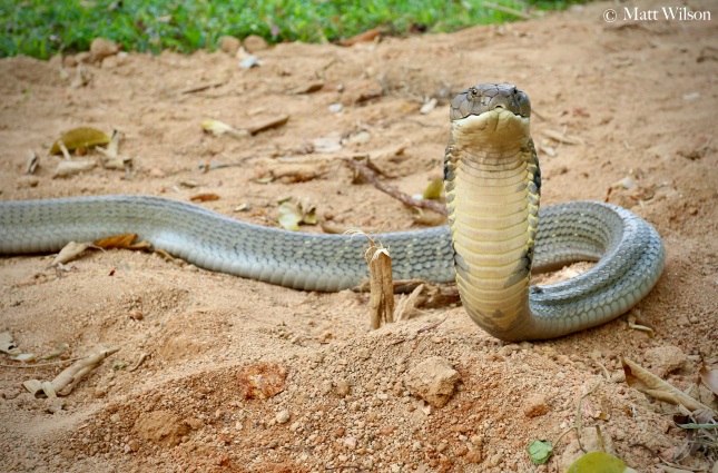 Male King cobra (Ophiophagus hannah) of 4.5 metres
